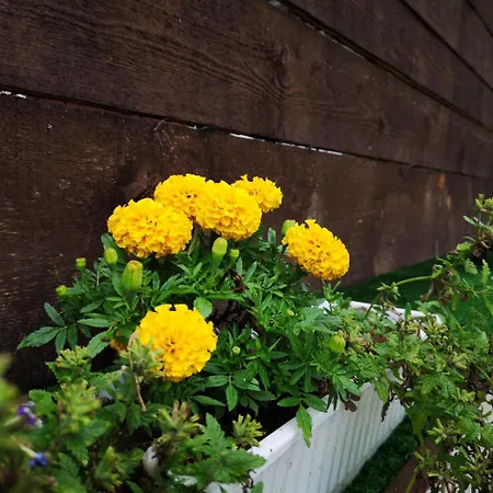 假日公园 Alexander