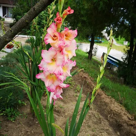 Alexander פארק נופש שקורפילובצי