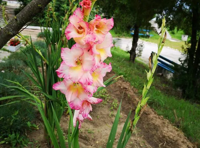 Alexander Üdülőpark Skorpilovci