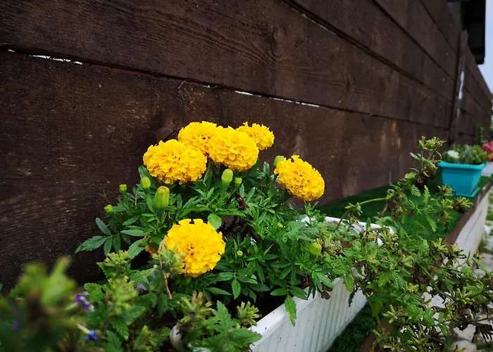 Üdülőpark Alexander